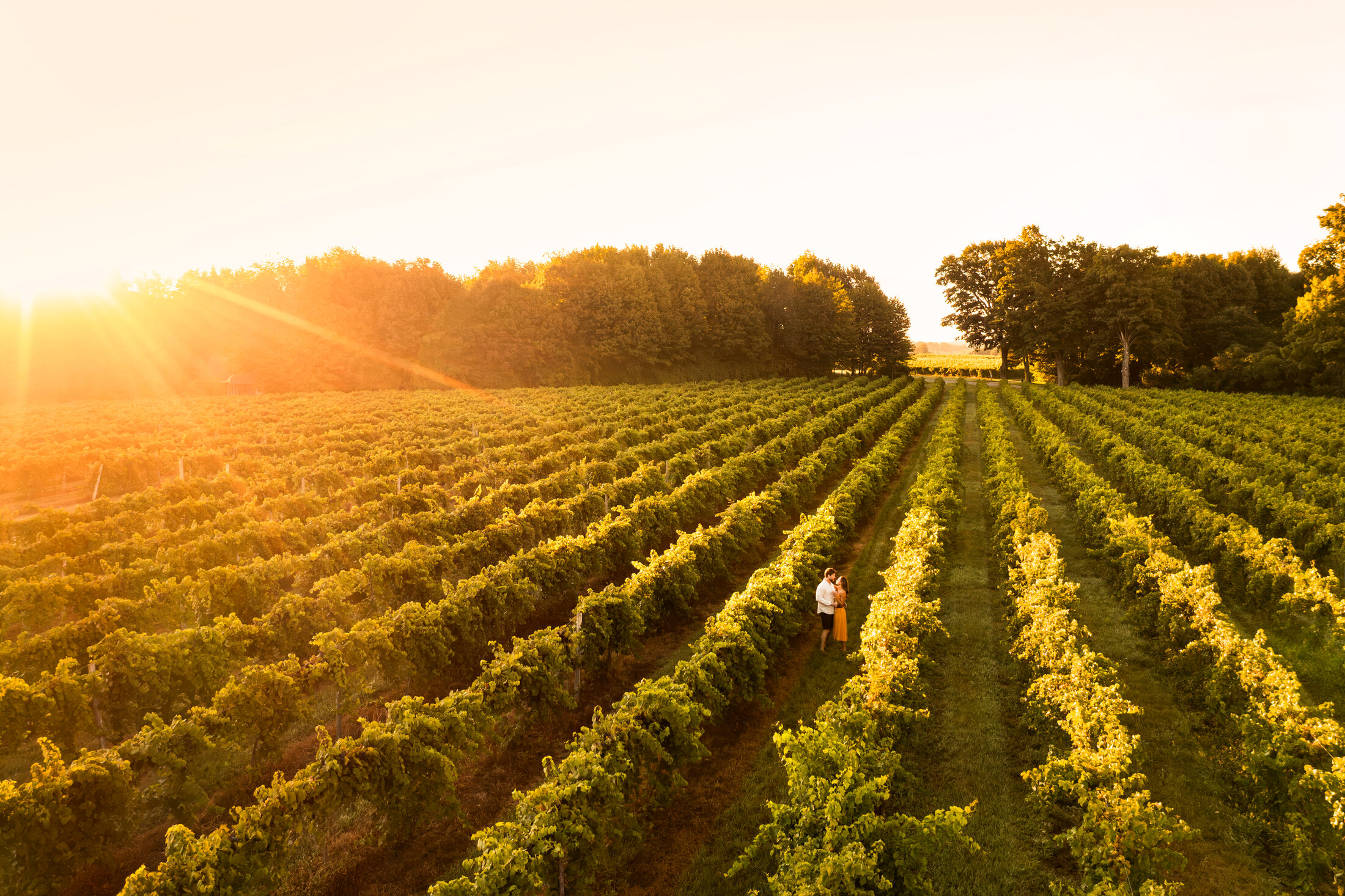 Vineyard rows at sunset