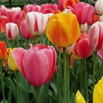 image deal for Tulip Time Escape