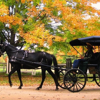 Carriage Ride Through The Allegan Woods