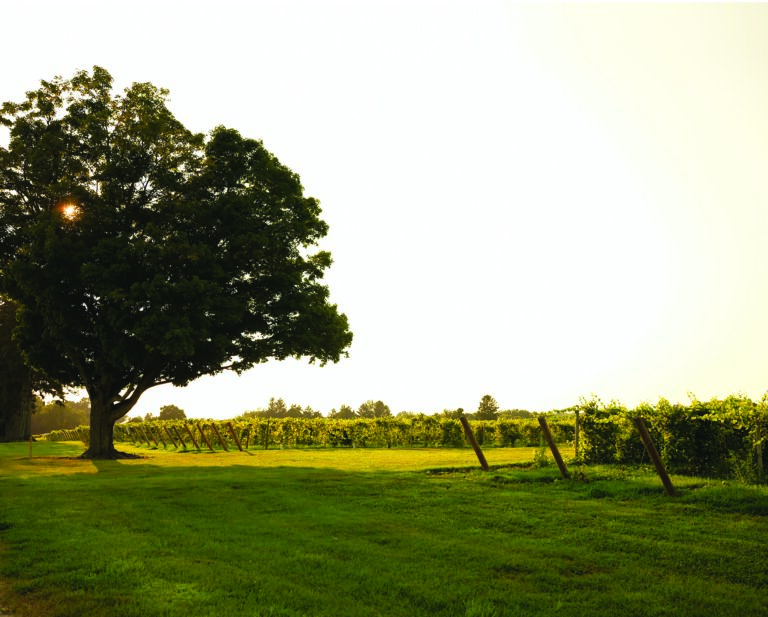 Fenn Valley Vineyards & Winery