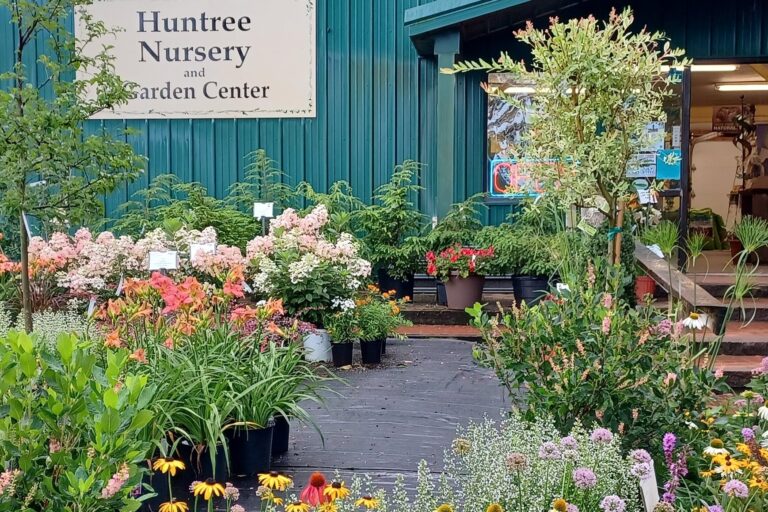 Plants at Huntree Nursery.