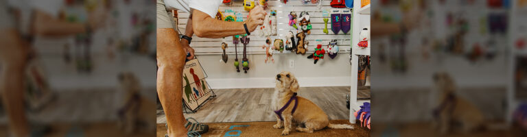 A dog at Lakeshore Pet Boutique.