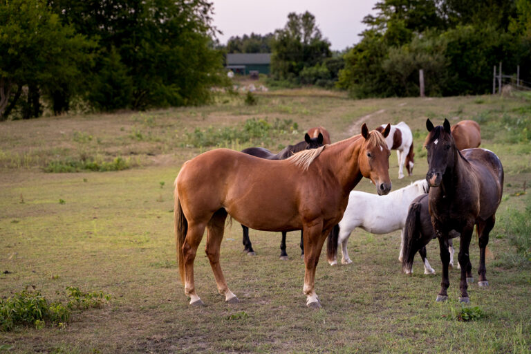 Red Horse Center for Collaborative Leadership Herd Visit