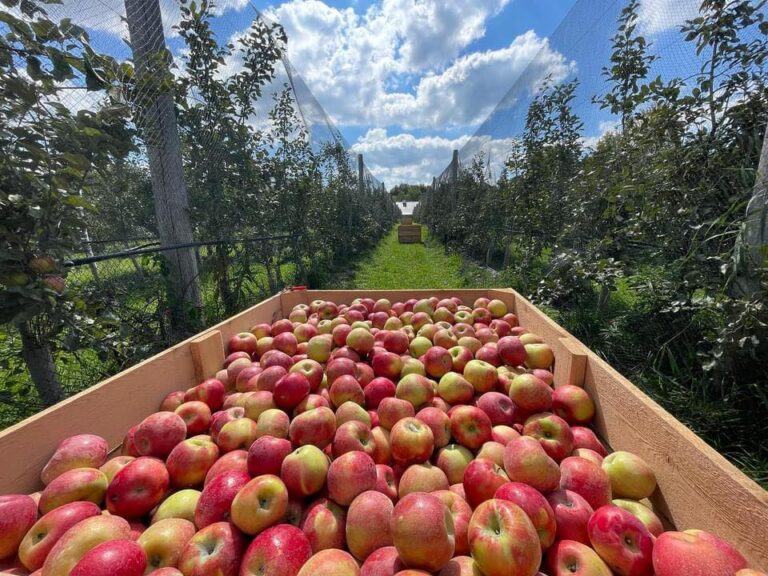 Apples at Hidden River Farms, LLC.