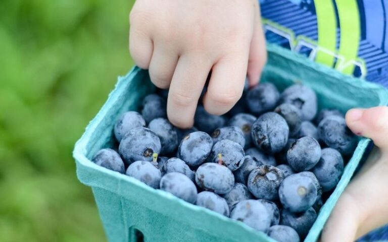 Blueberries