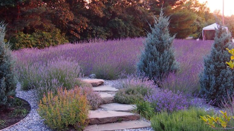 Summerhouse-Lavender-Farm_preview