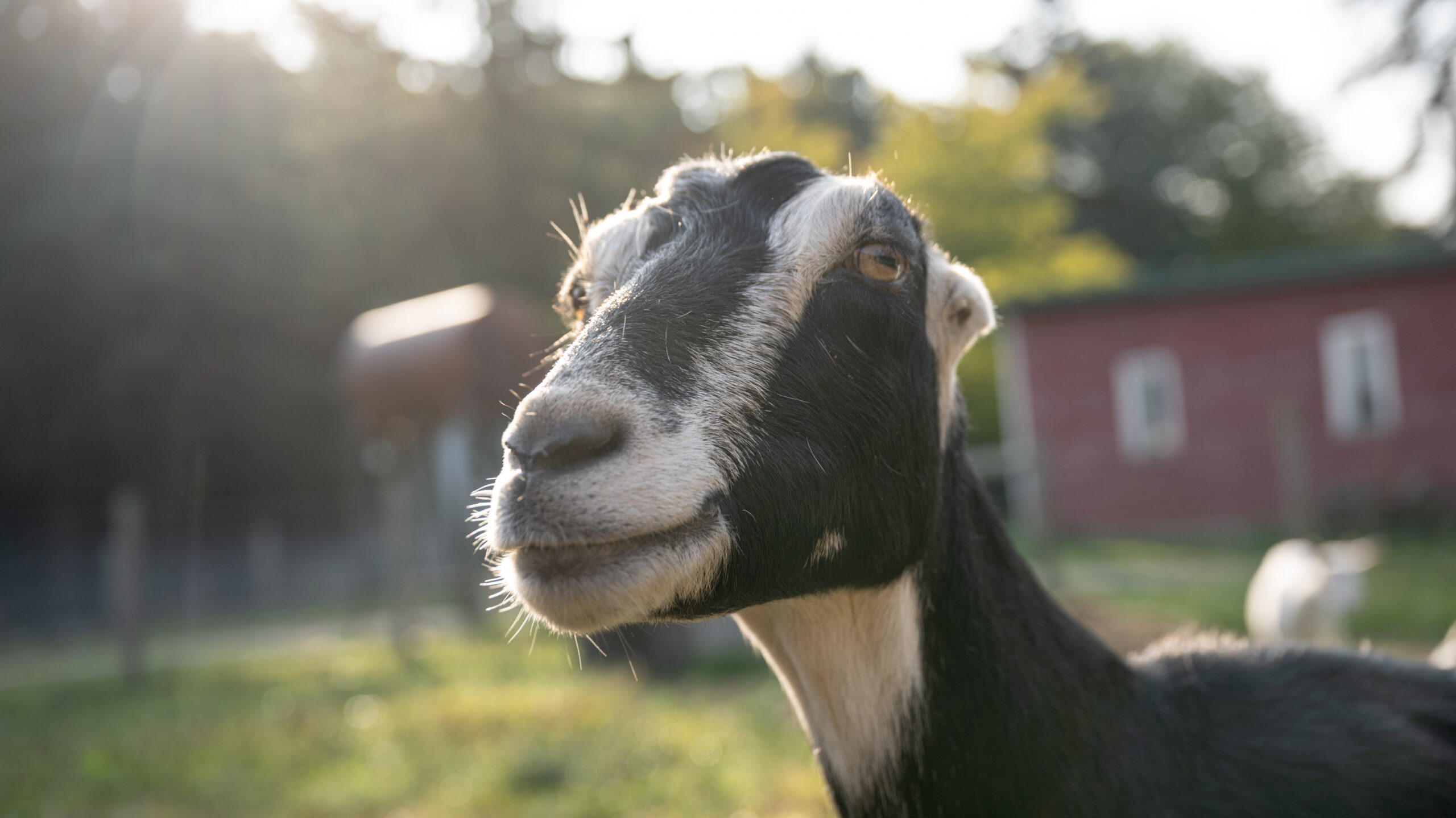 Evergreen Lane Farm and Creamery