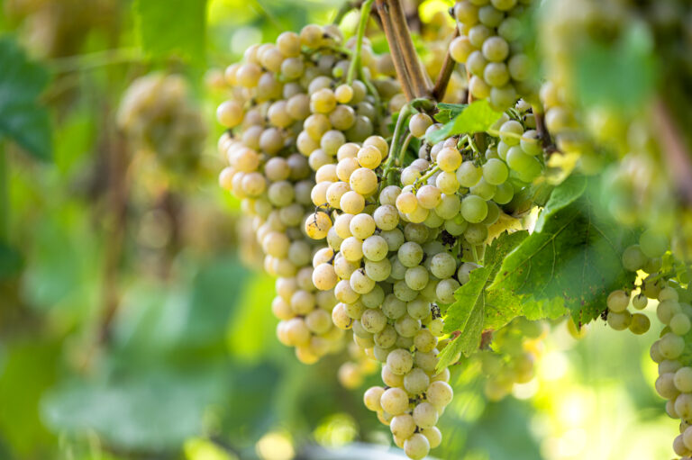 Grape Expectations: An Exploration of the Art Coast's Signature Grapes