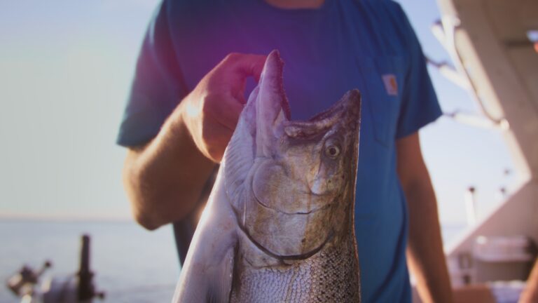 Full Day Charter Boat Fishing