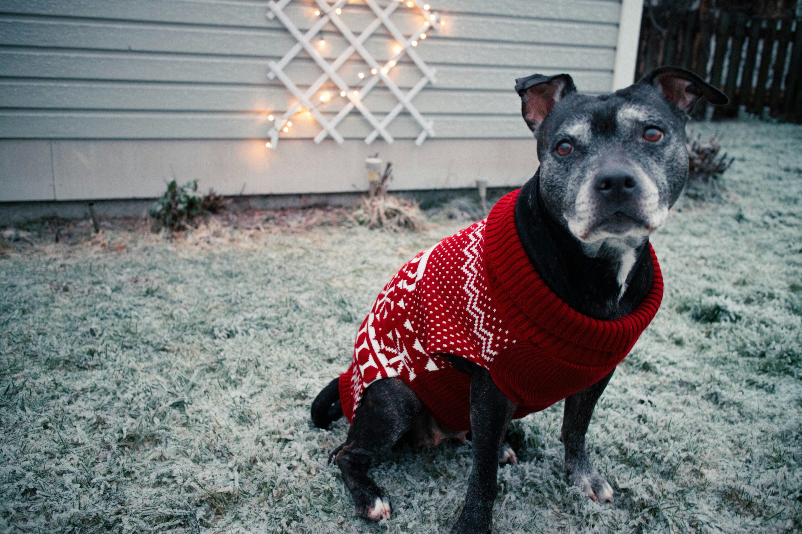 A black dog with a grey muzzle wearing a red Christmas sweater