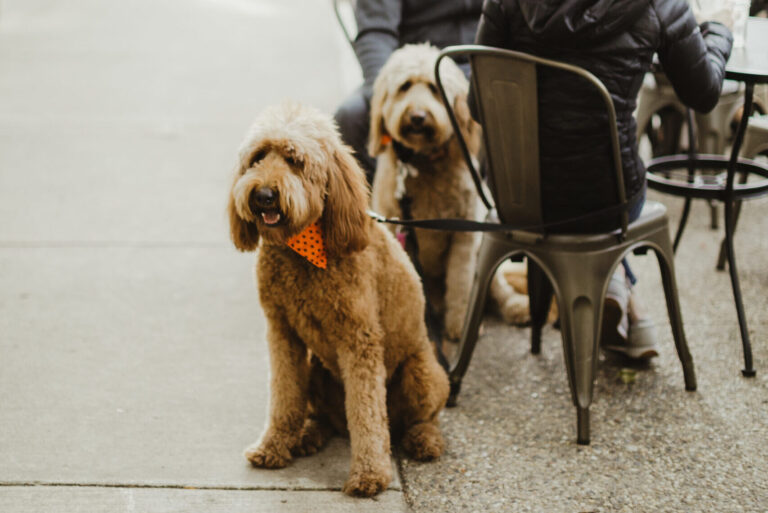 The Dog Days of Summer