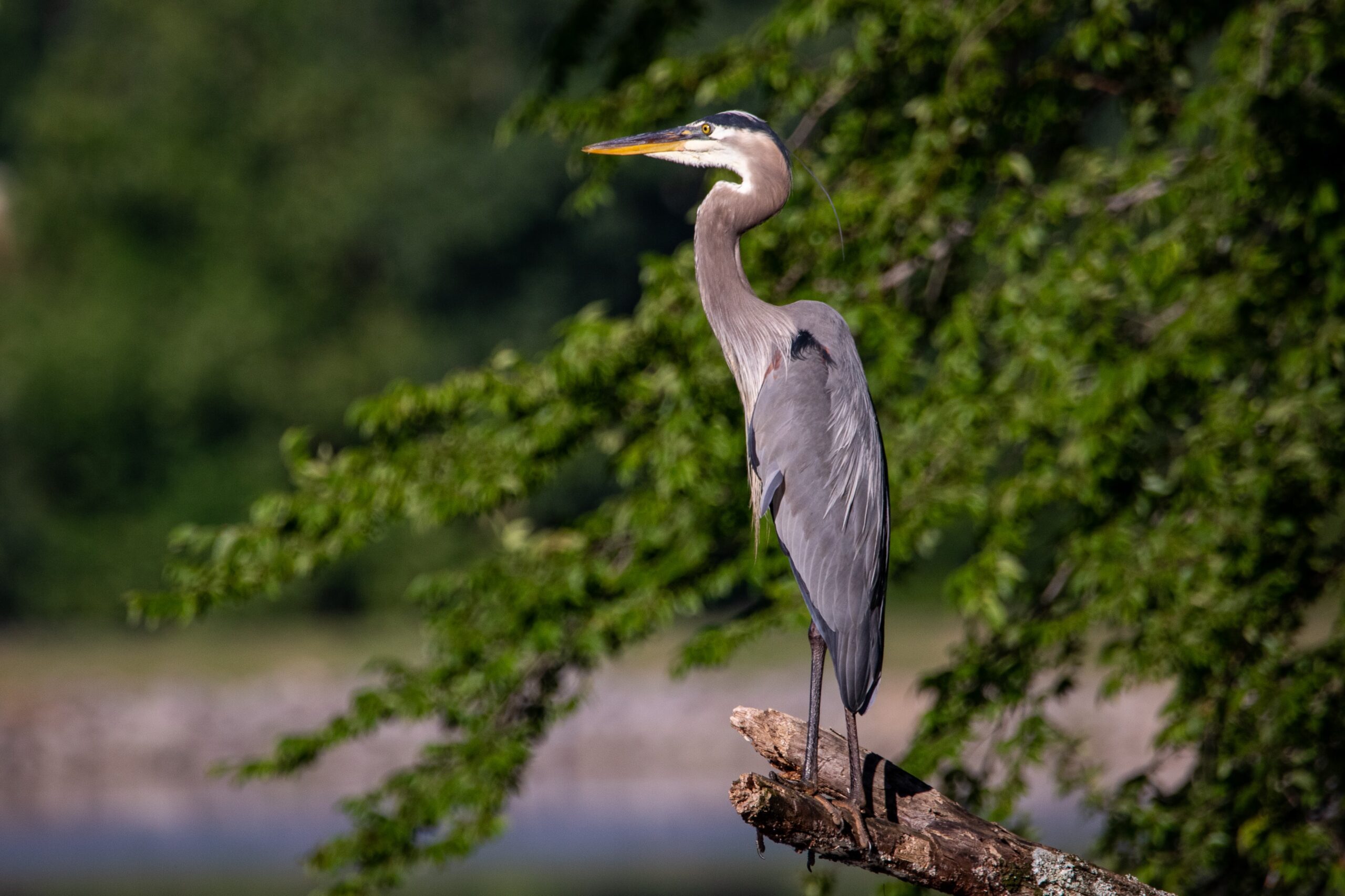 Great Blue Heron