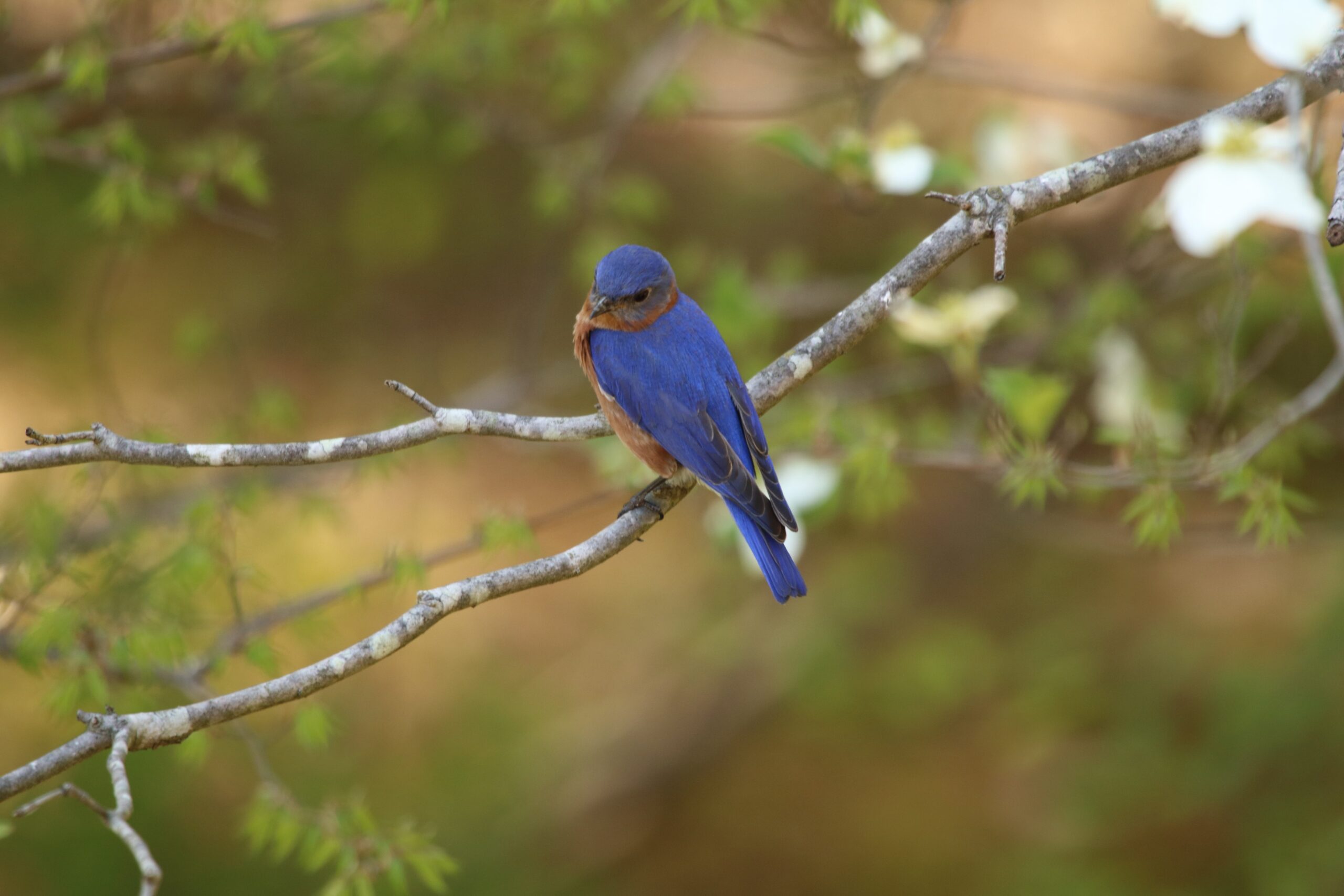 Eastern Bluebird