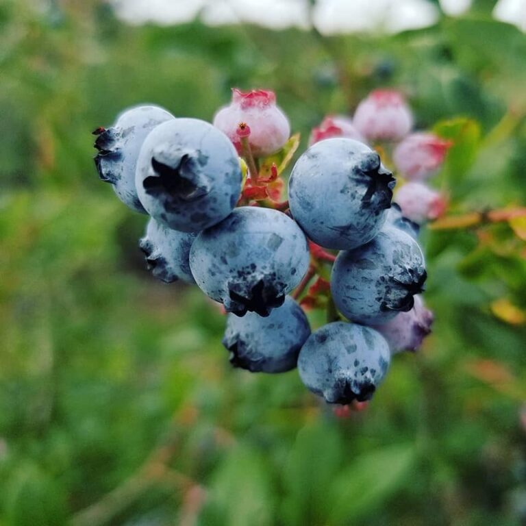 Lakeshore Berry Farms - Blueberry U-Pick