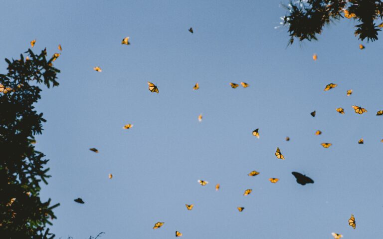 Taking Flight with Monarchs and Fireflies