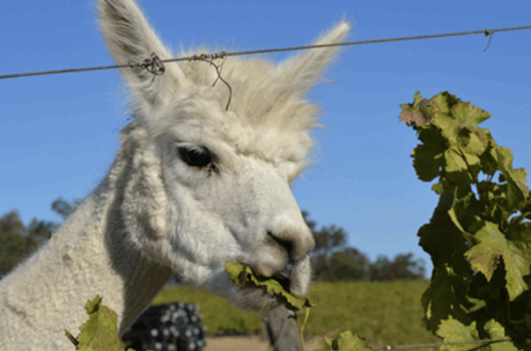 Alpacas in the Vines at Michigan Wine Company