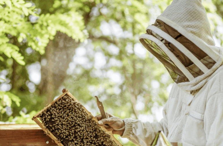 Beginner Beekeeping