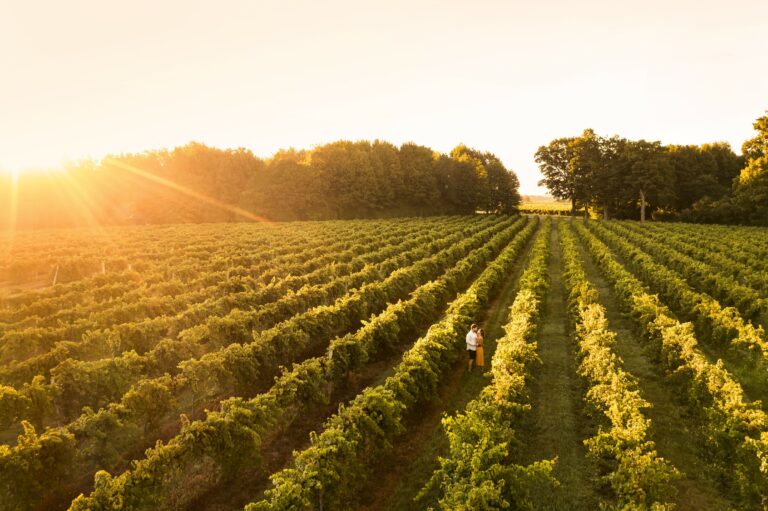 Wine Tasting Tour at Fenn Valley Winery