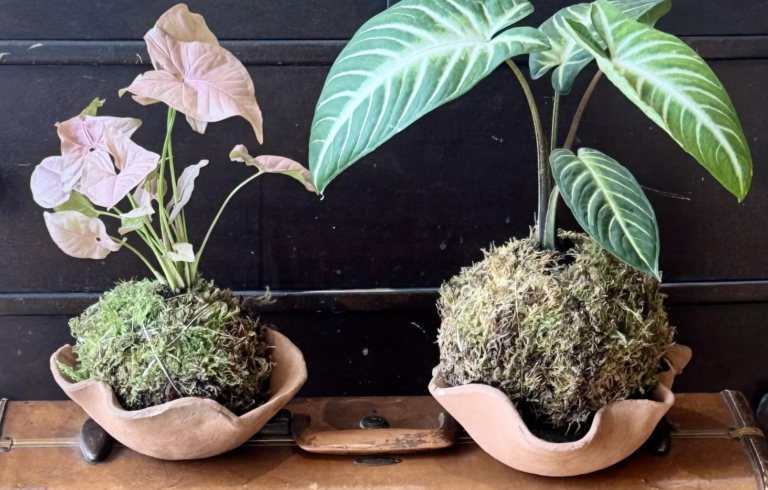 Cocktails, Clay and Kokedama Class