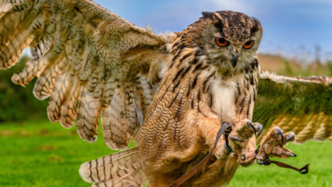 Birds of Prey